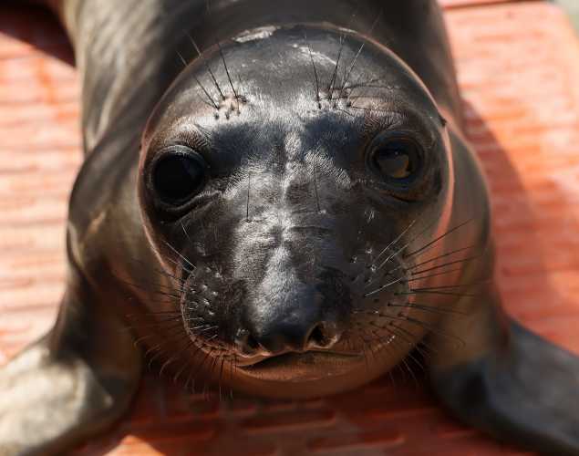 northern elephant seal Mandrake