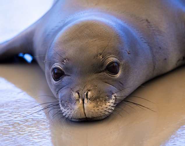 Hawaiian monk seal 'Eleu