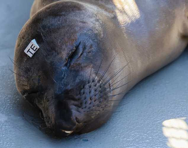 elephant seal Eagles