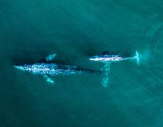 aerial view of gray whale mom and calf