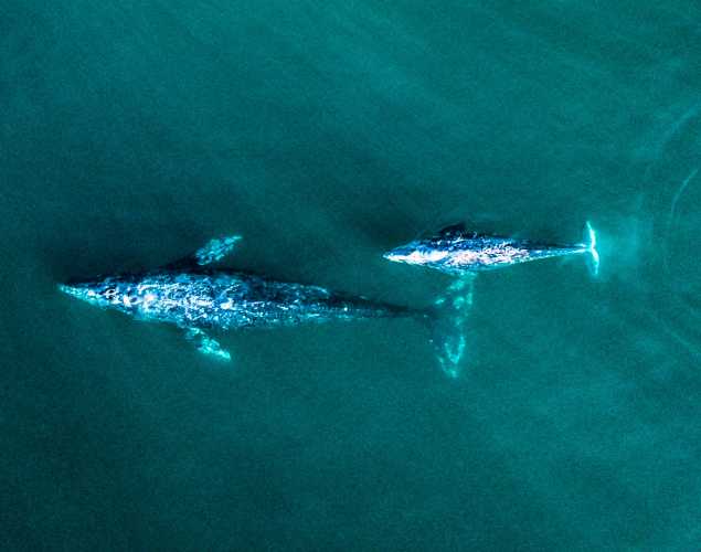 aerial view of gray whale mom and calf
