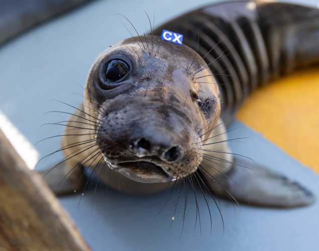 nothern elephant seal Marilyn