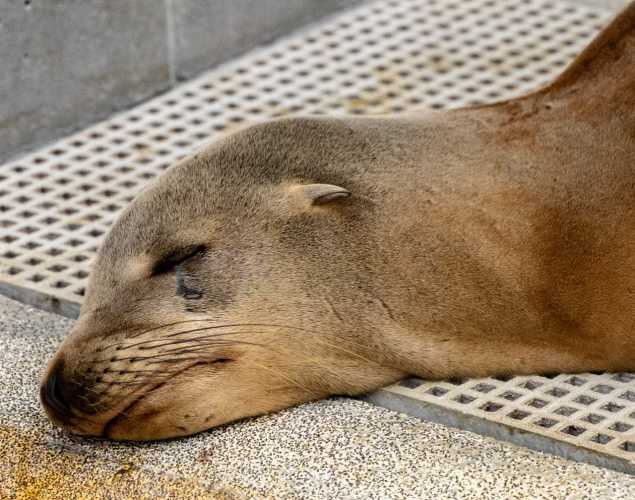 california sea lion tsunami