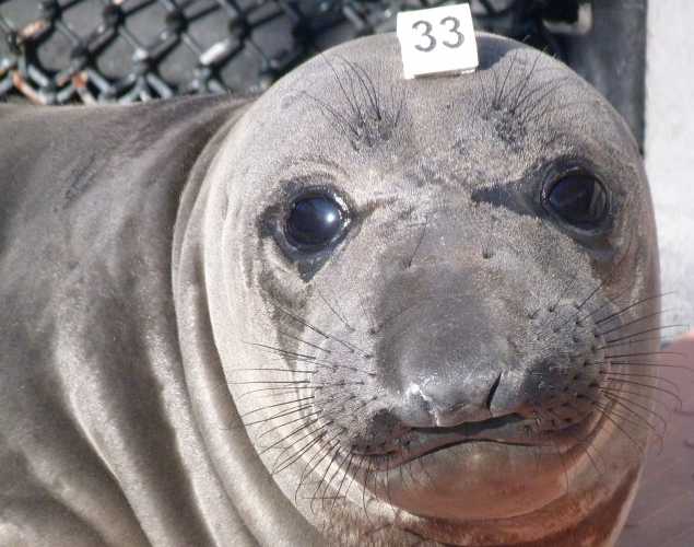 northern elephant seal Eureka