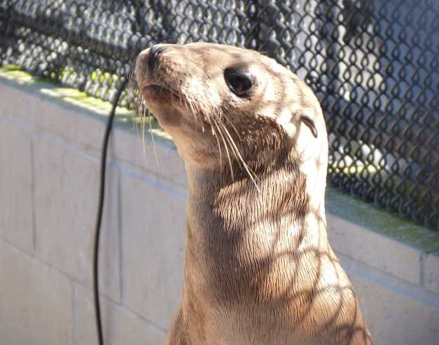 California sea lion Pomelo