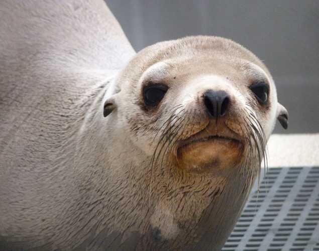 California sea lion Nori