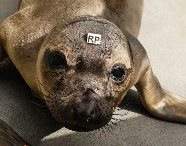 northern elephant seal Crescent
