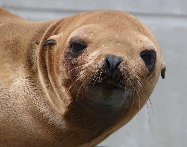 California sea lion Baysha
