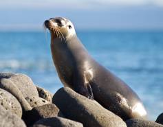 Galapagos sea lion