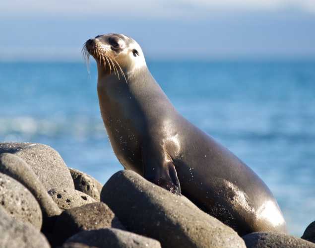 Galapagos sea lion