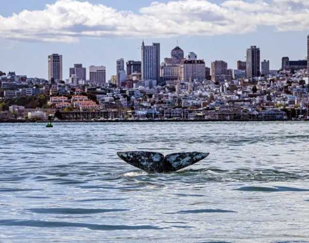 gray whale tail seen above water with San Francisco skyline in the distance
