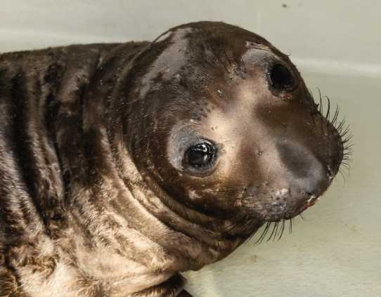 elephant seal Stoffle