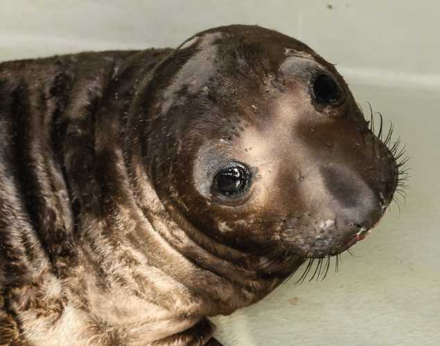 elephant seal Stoffle