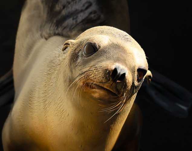California sea lion Hinoto