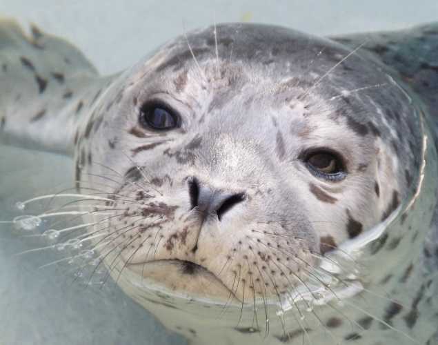 harbor seal Urchin