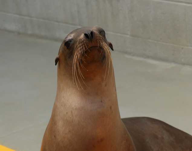 California sea lion Zostera