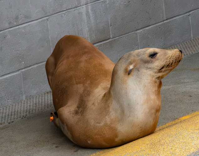 skijump california sea lion