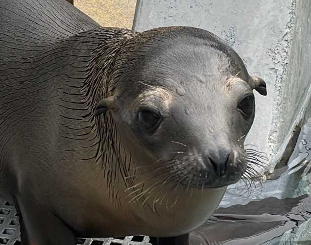 California sea lion Fusilli