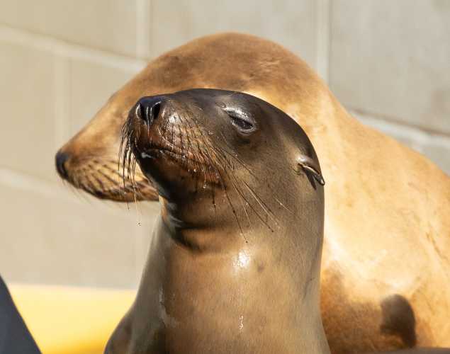 California sea lion Eowyn