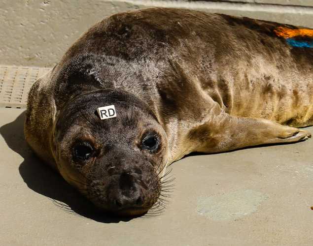 northern elephant seal Ketanji