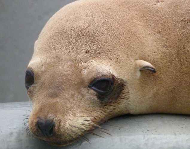 California sea lion Smedley