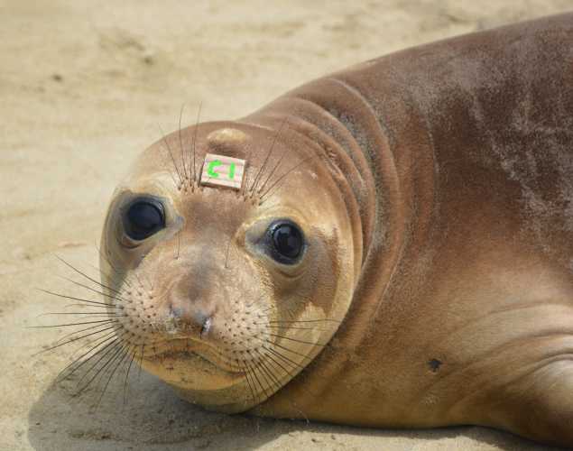 northern elephant seal Giftcard