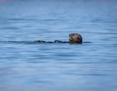 Sea otter - Mooring