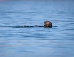 Sea otter - Mooring