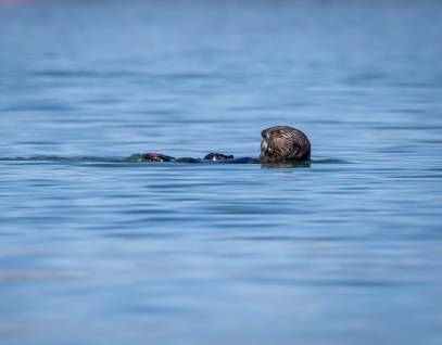 Sea otter - Mooring