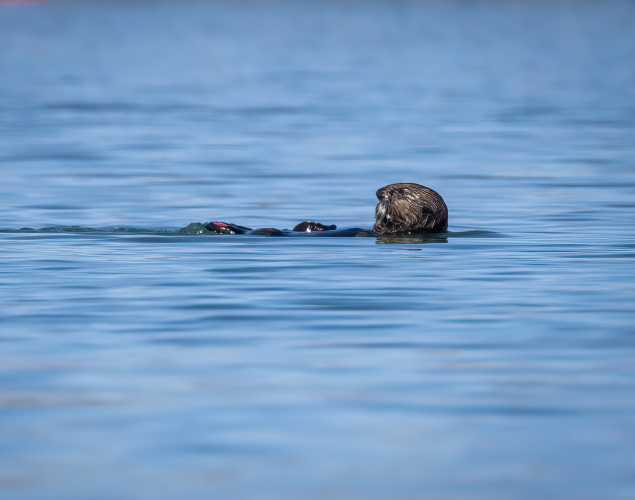 Sea otter - Mooring