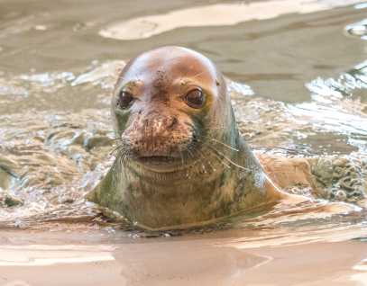 Hawaiian monk seal Koani pehu