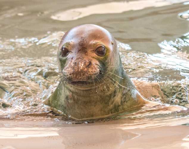Hawaiian monk seal Koani pehu