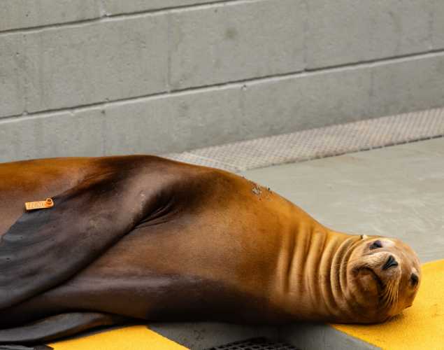 polish california sea lion