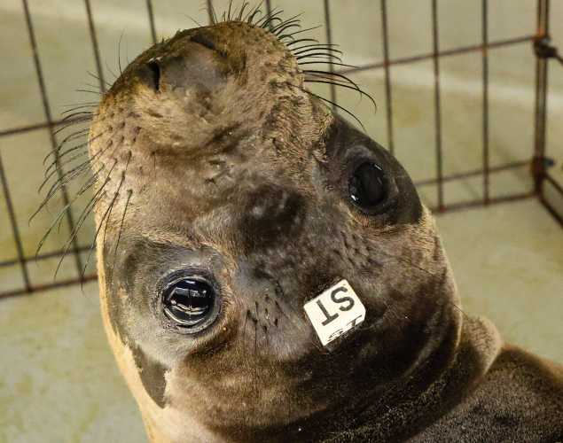 northern elephant seal Sisu