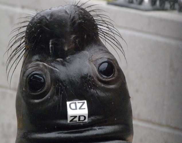 northern elephant seal Hueby