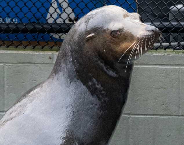 california sea lion loever
