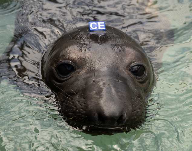 northern elephant seal Cannoli