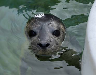 Harbor seal