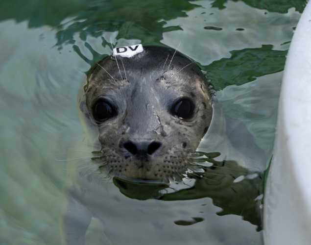Harbor seal