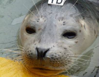 harbor seal Larakraft