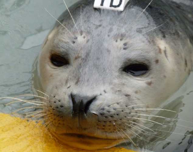 harbor seal Larakraft