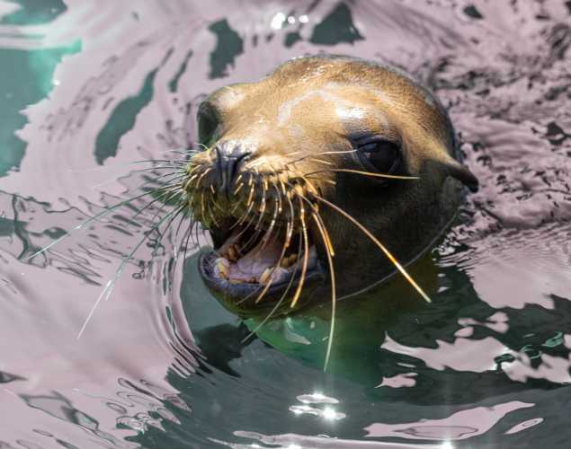 california sea lion pergola