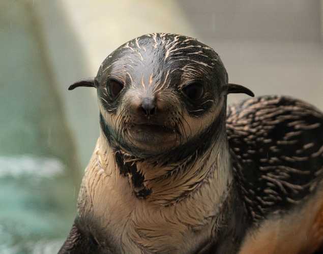 northern fur seal Aleo