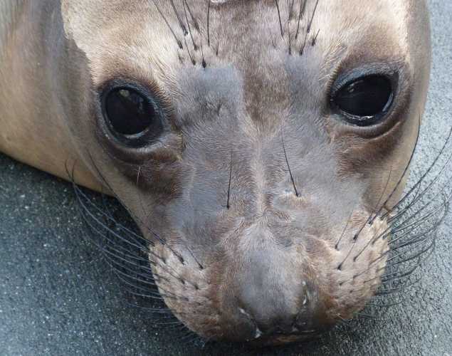 northern elephant seal Bluebell