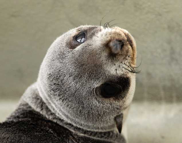 northern fur seal Chica