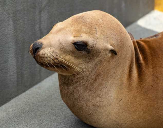 California sea lion