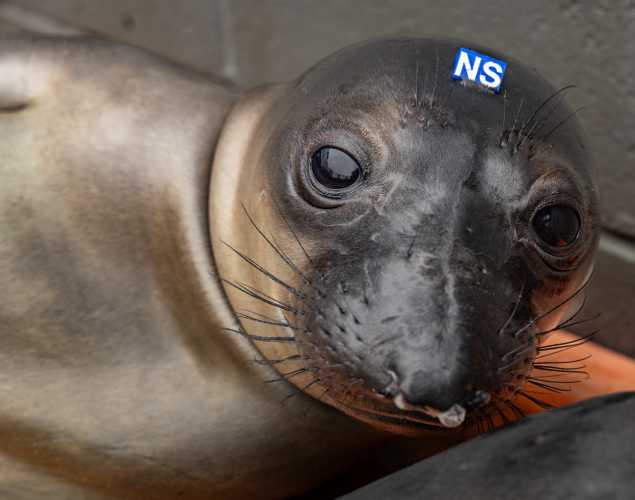 elephant seal pup bandolier