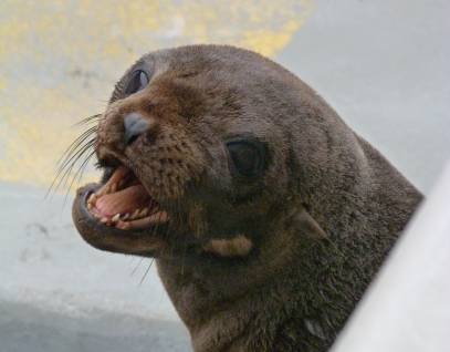 Guadalupe fur seal Wild Tangerine