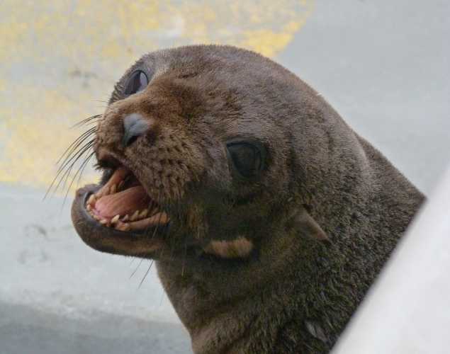 Guadalupe fur seal Wild Tangerine