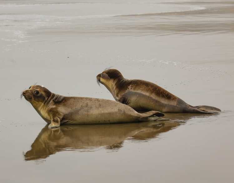 two elephant seal pups returning to the wild